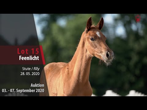 Online-Auktion v. 03. - 07.09.2020 Lot15 Feenlicht Stute v. Filou - Vitalis