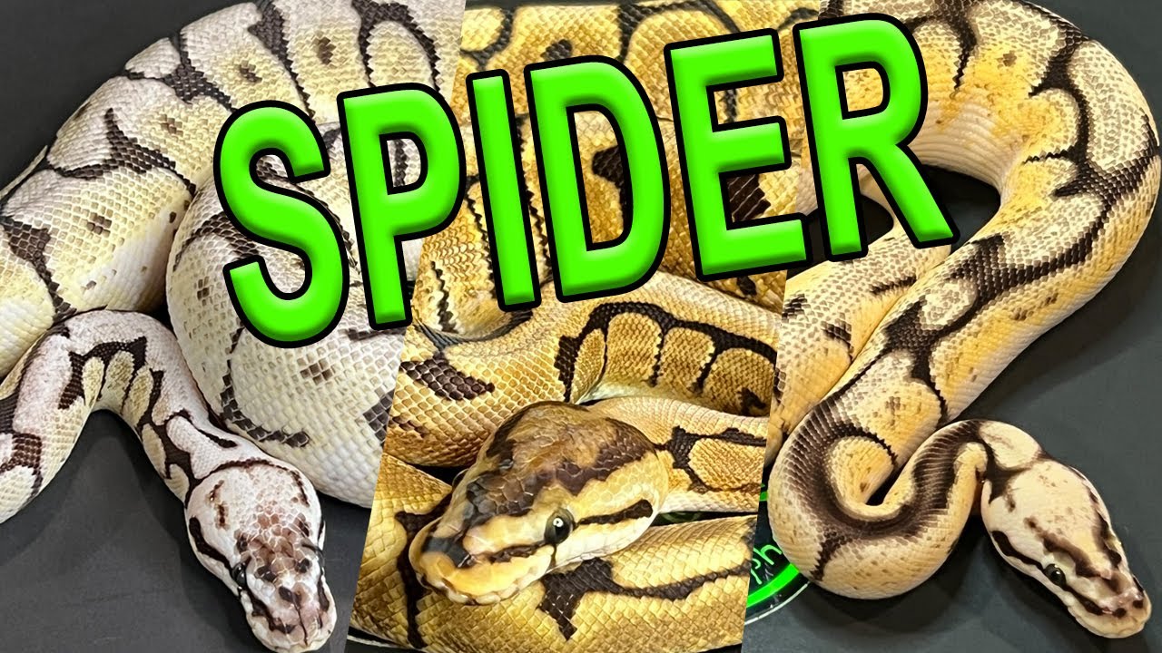 Spider Ball Pythons