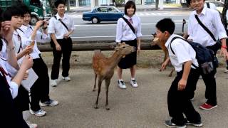 preview picture of video 'Nara, Japan - Students Play with Deer'
