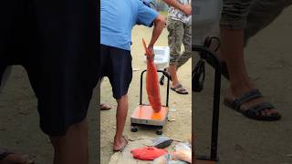 Download lagu Ikan Kerapu Sunu Merah Hasil Mancing Nelayan Langsung Dijual #shortsvideo #shortvideo mp3