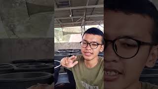 Download lagu cara dapetin duit 5jt minim dari jual ikan cupang mp3 Download lagu cara dapetin duit 5jt minim dari jual ikan cupang mp3