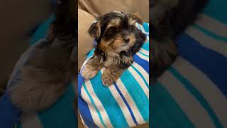 Video preview image #1 Mutt Puppy For Sale in Boca Raton, FL, USA