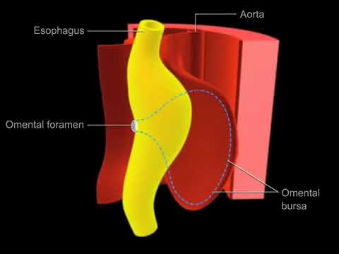 10  The development of the gastrointestinal tract