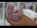 New Born Panda Reunited With Mother Panda Babies BBC Earth