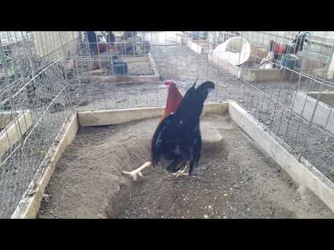 Cowan/Albany Criadero Grana2