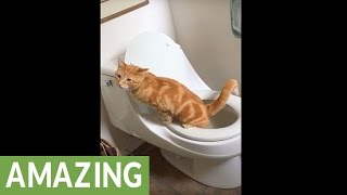 animale pisica la toaleta