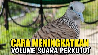 Download lagu Turtle doves so that their voices become louder and bigger. mp3
