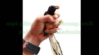 Download lagu Suara pikat burung terampuh 100 persen jp#suara mp3 burung kecil paling ampuh mp3 Download lagu Suara pikat burung terampuh 100 persen jp#suara mp3 burung kecil paling ampuh mp3