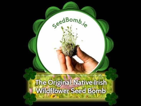Wildflower Seed Bombs - Image 2