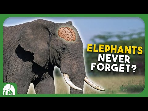 Do Elephants Really 'Never Forget'?