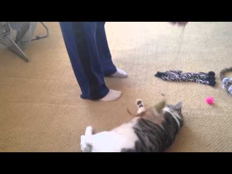 EPIC SANDAL NEWS - cat vs bird