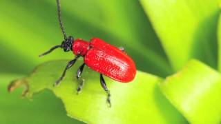 Preventing Lily Beetle