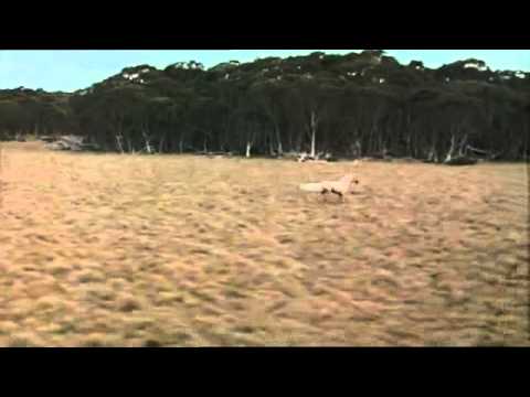 Scene from the movie The Silver Brumby   music by Tassos Ioannides