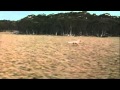 Scene From The Movie The Silver Brumby Music By Tassos Ioannides