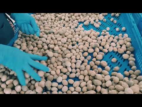 Natural Nutmeg Production