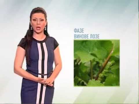 Zelena prognoza, 19.5.2015. - O stanju u zasadima vinove loze