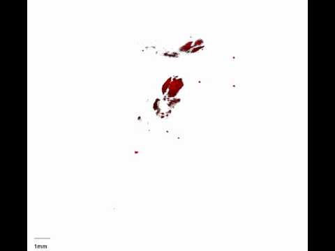 3D-scanning af regnbueørred