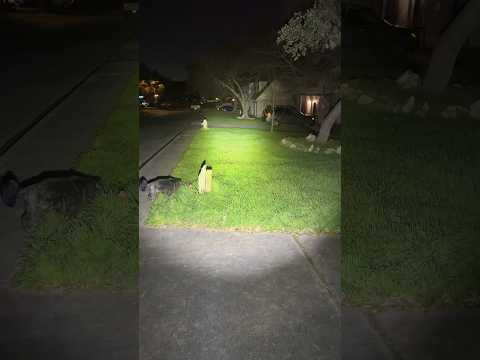 Manufacturer Review: Streamlight