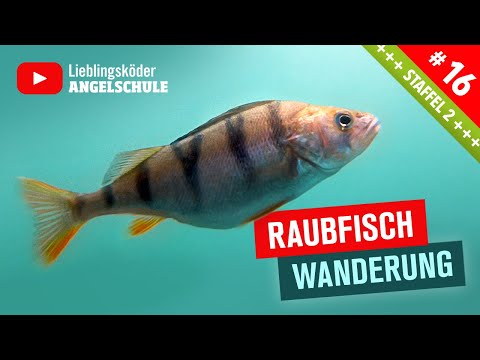 Barsch und Hecht Angeln im Herbst + Winter 🎣🐟👍 Wanderbewegung + Verteilung // Zander im Fluss 👌