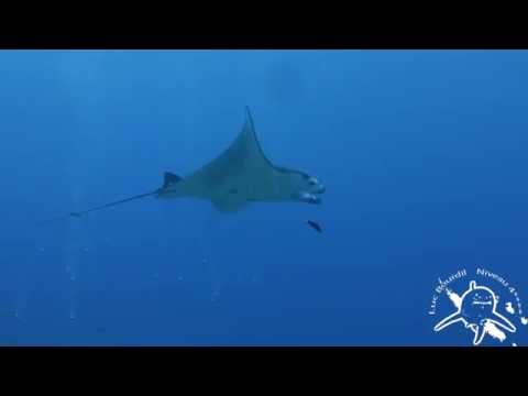 21/09/16 Plonge Boulari Tepava