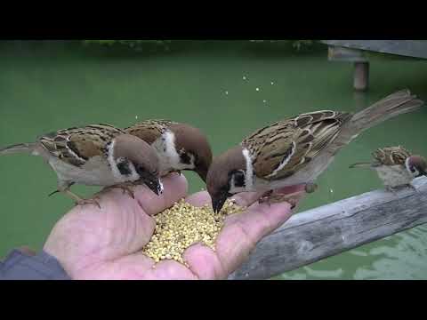 餌を貰いに手の上に来る雀達 20230425pm 18（天満宮雨の日）