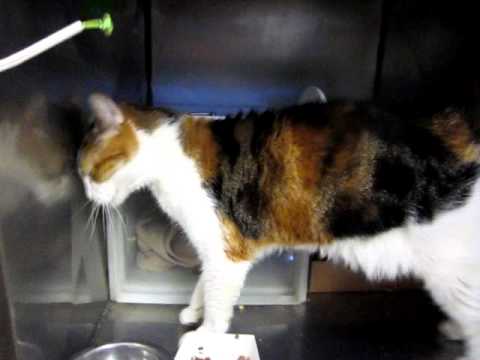 MARY JANE, amazing calico cat, loves people and gets lovey-dovey!