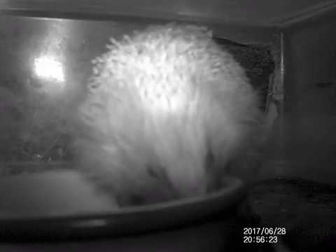 #hedgehog arrives 8:56pm 280617