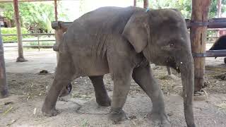 【タイ】Ayutthaya Elephant Royal Kraal Village in Thailand(28.Jul.2023)タイ アユタヤ