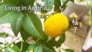 息子と日帰りウィーン旅🇦🇹アジアショップでお買いもの&スイートポテト作り🍠秋から冬へ🍂『ある』ものに目を向ける | Op.7