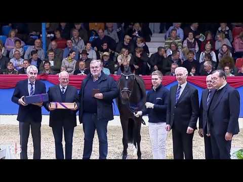 DIAMOND FIRST - www.gestuet-sprehe.de