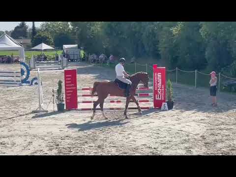 I'm Blonde 5 j Holsteiner Stute Brantzau x Colman