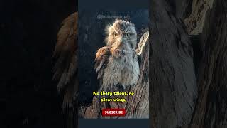 Tawny frogmouth facts nature s illusionist shorts ytshorts ghibli ghibliart youtubeshorts