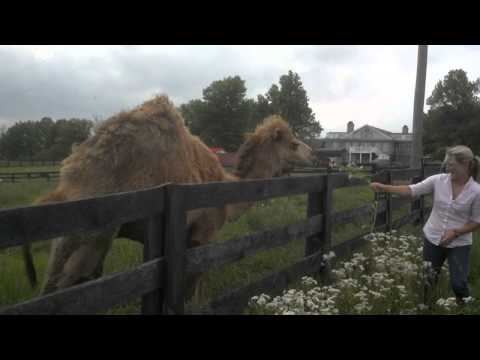 Carleigh and the camel