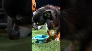 チワワのお食事