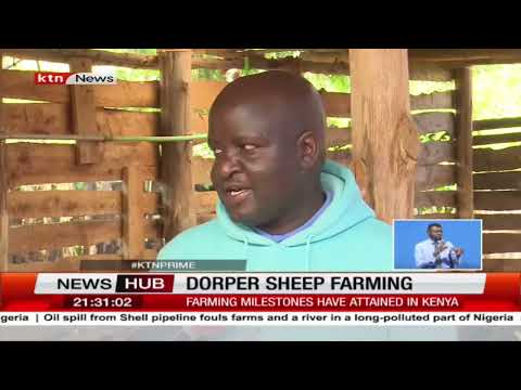 , title : 'Dorper sheep farming: How Kenyans are investing in dorper breeds from South Africa'