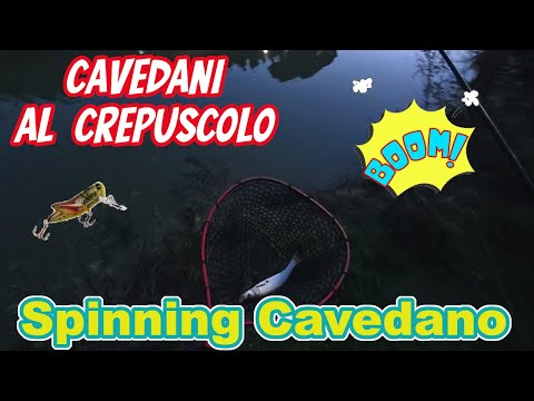 Pesca al Cavedano a Spinning: Esplosioni al Crepuscolo!