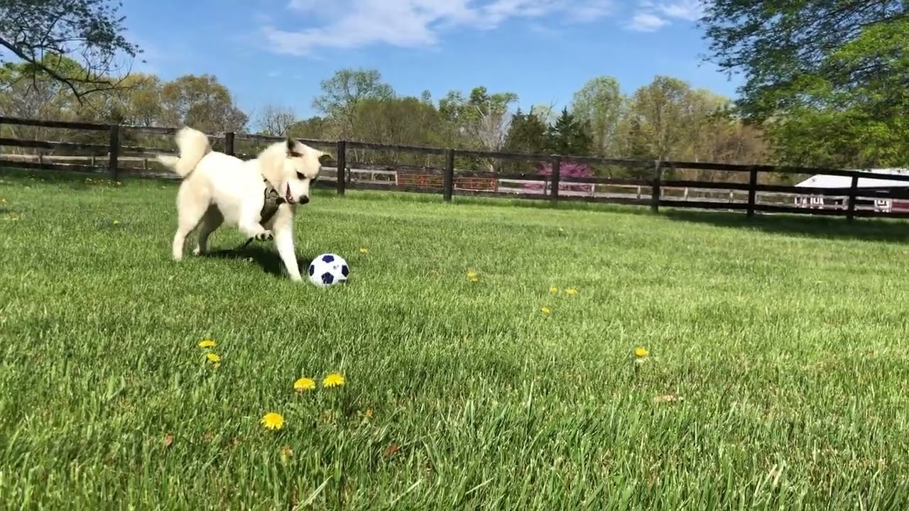 Enlarge Newton, a Adoptable mixed breed in Fairfax, VA video 4/5