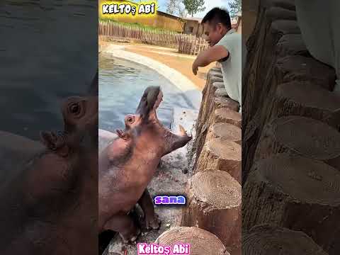 🍉 Osman'a Karpuz Yok Gardaş! 😂