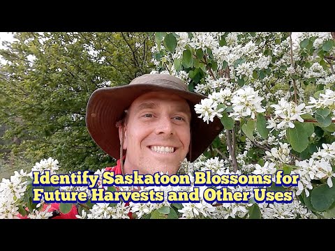Identifying Saskatoon Berry or Serviceberry Blossoms for Future Harvests and Other Uses