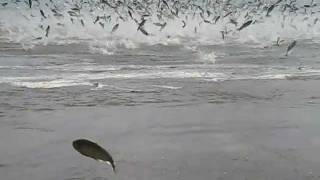 preview picture of video 'Asian Carp, Another day on the river.wmv'