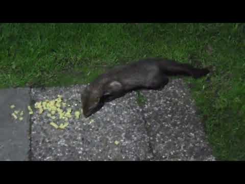 2019 05 27 Der Marder