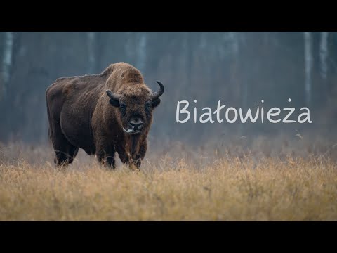 Białowieża // nature photography // sony a1 // sony 200-600 //