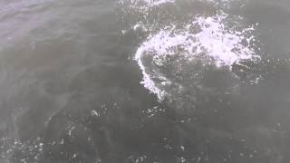 Windy Spring Fishing with Galveston Sea Ventures