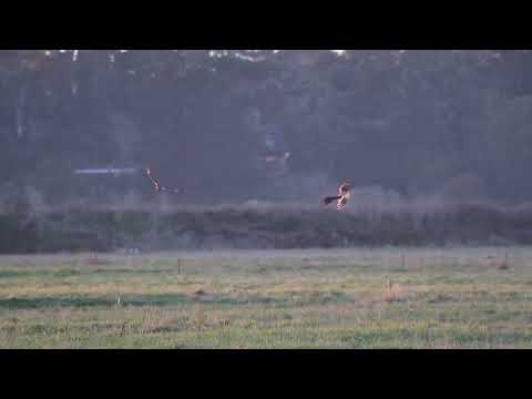 A Short-eared Owl conflicts with a Northern Harrier in the Arcata Bottoms in Humboldt, California.