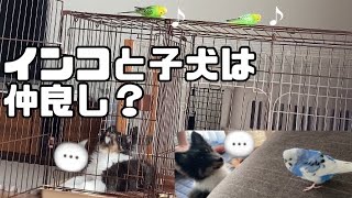 Can 10 parakeets and puppies get along?