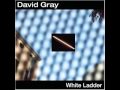 David Gray - My oh my