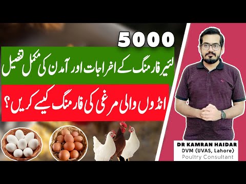 Layer Farming in Pakistan | 5000 Layer Farm Feasibility | How to Start a Successful Layer Farmer