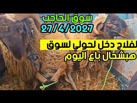 الله على سوق إثنين الحاجب اليوم 27/4/2026 أتمنة حولي عيد الأضحى لخروف الكسابي حولية العيد البركي .