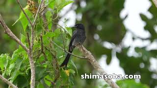 オウチュウとソリハシセイタカシギ11羽飛来!!(動画あり)