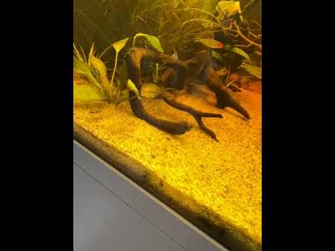meine ramirzi und  den Dicrossus filamentosus Rio Atabapo Biotop